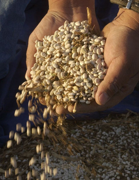 White tepary beans